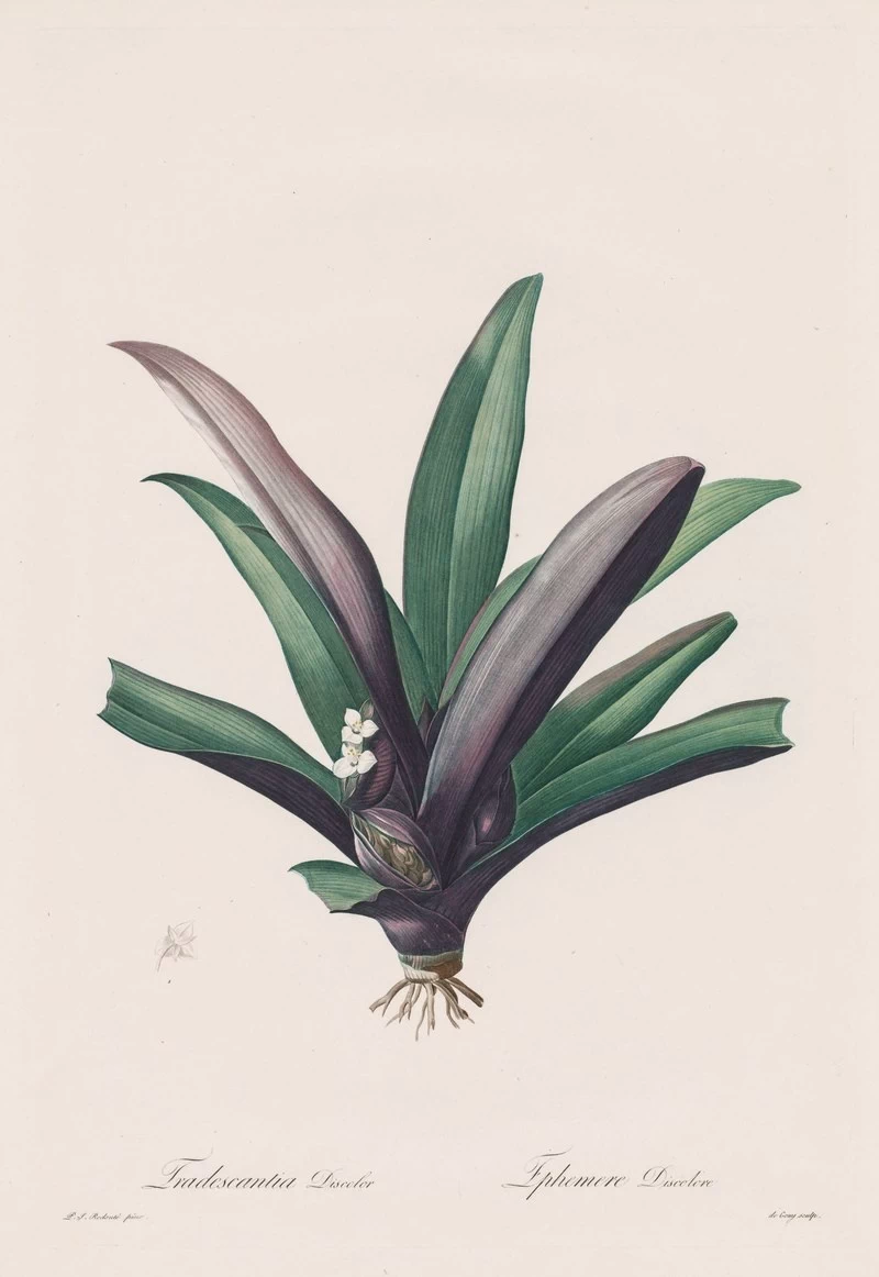 Tradescantia discolor - Cleveland Museum of Art